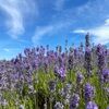 greatfinds023